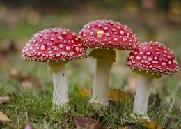 红白斑点的毒蝇伞图片