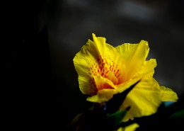 绿叶丛中的美人蕉图片