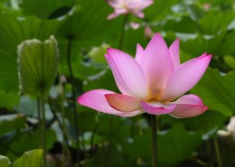 清晨的荷花图片