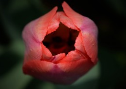 微距郁金香图片