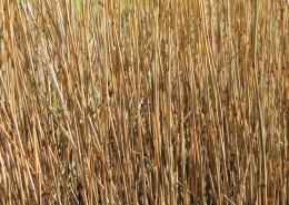 冬季萧瑟的芦苇图片