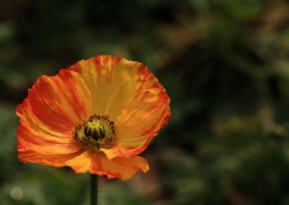 艳丽的虞美人图片