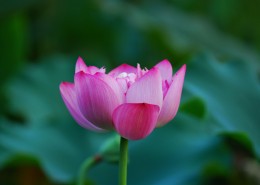 娇艳的荷花图片