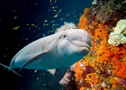 多种多样的海洋动物图片